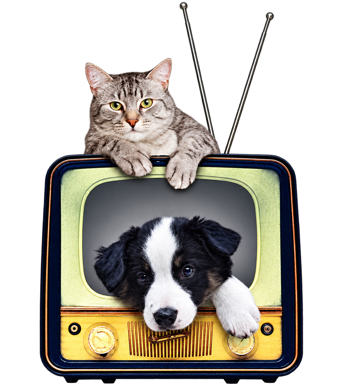 Logo 4 Zampe in TV
